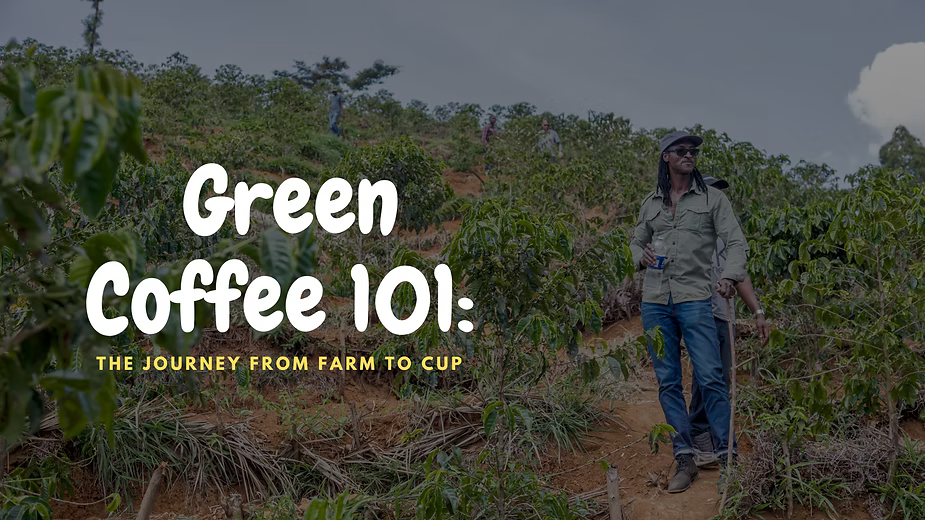Green Coffee 101: The Journey from Farm to Cup